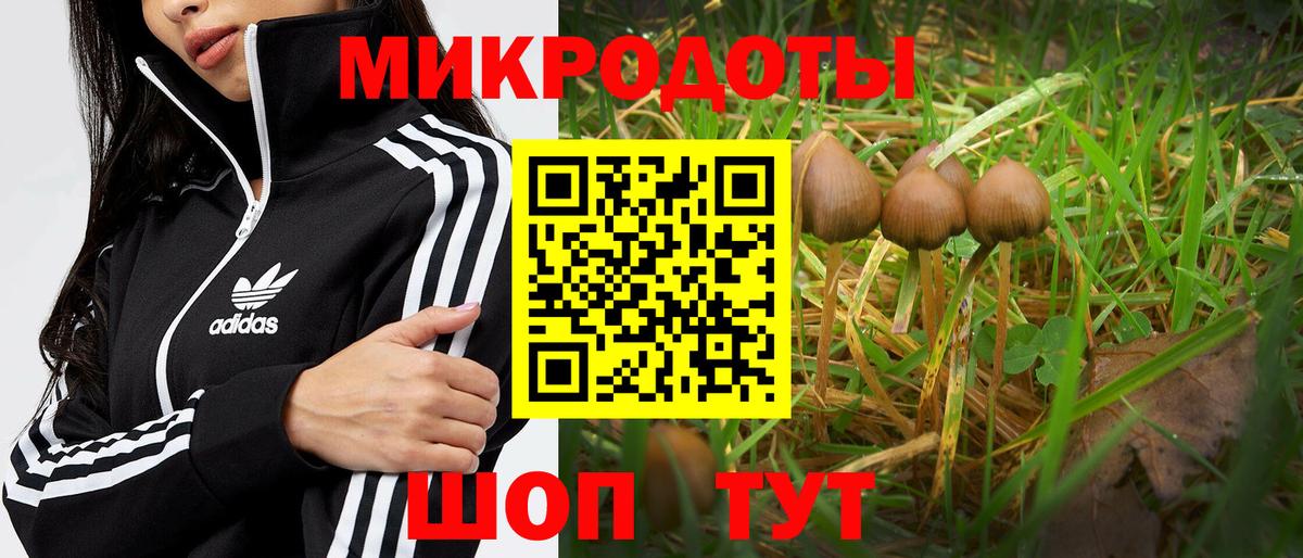 Галлюциногенные грибы Psilocybine cubensis  Вход с VPN  Зима 